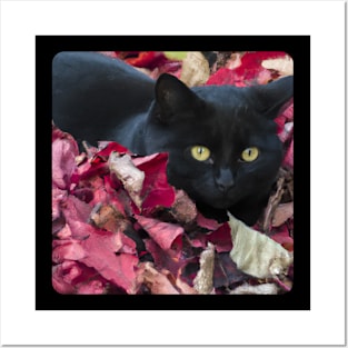 Black Cat in Autumn 2 Posters and Art